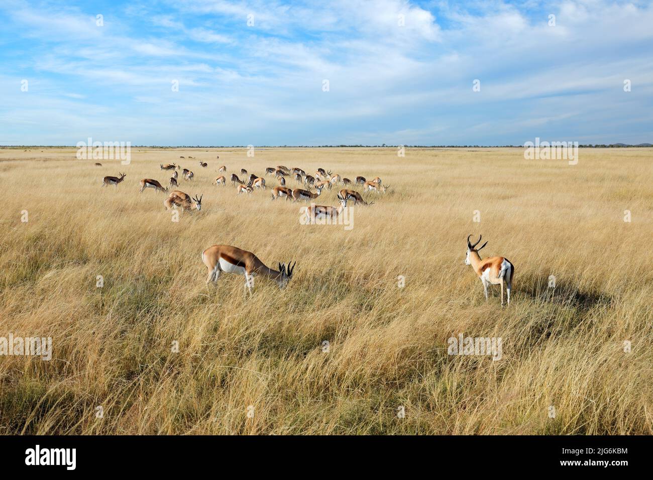 Antilopi Springbok (Antidorcas marsupialis) in prateria aperta, Parco Nazionale Etosha, Namibia Foto Stock