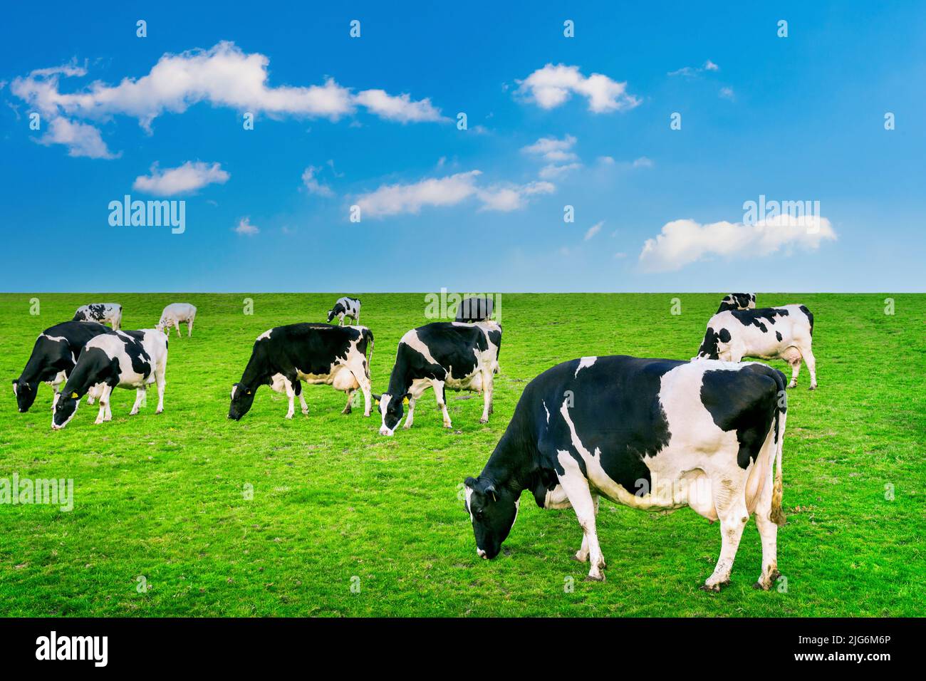 Mucche mangiano erba verde sul verde del campo. Foto Stock