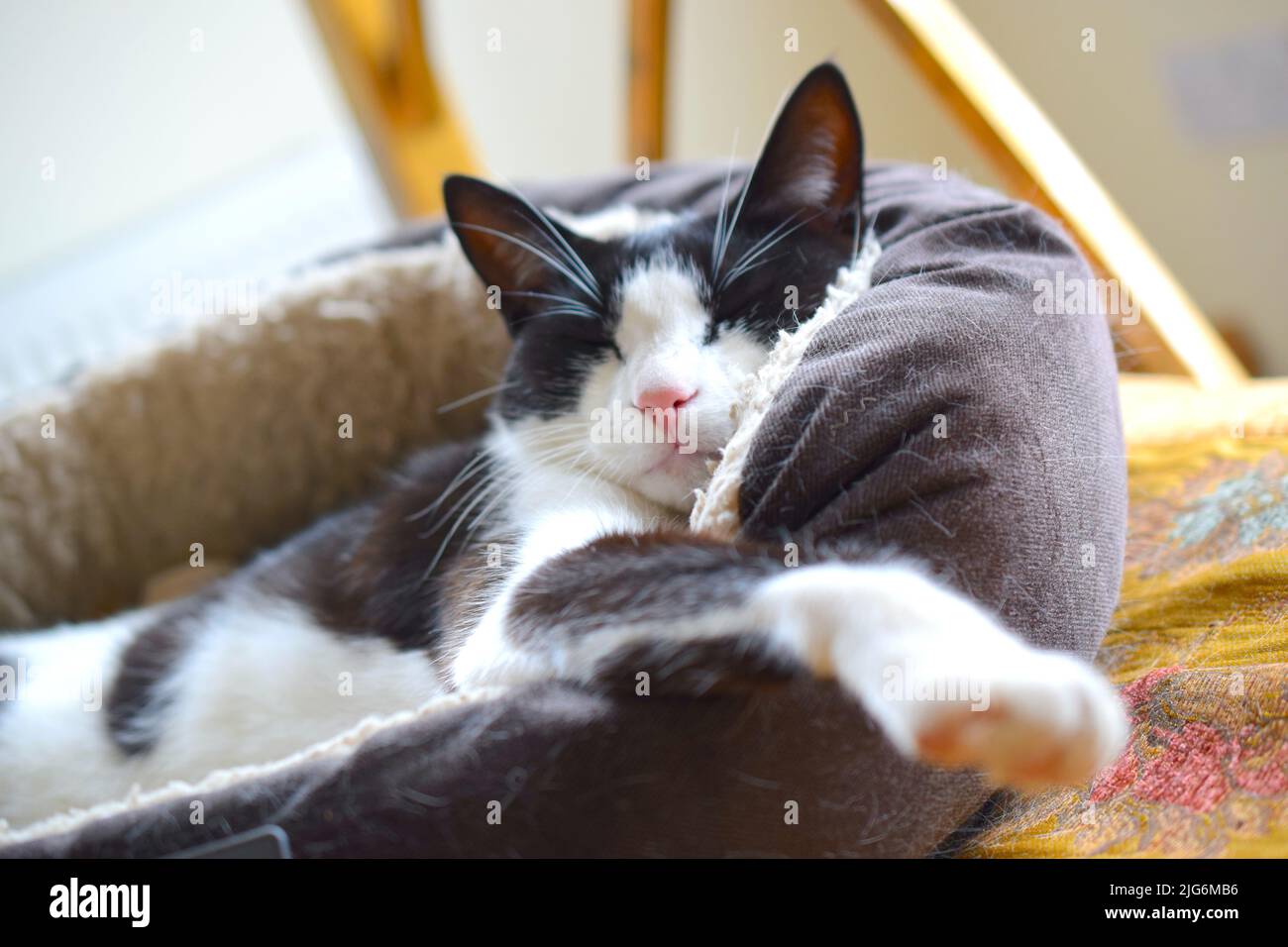 Carino gatto rilassato sta dormendo nel suo letto a casa. Foto Stock