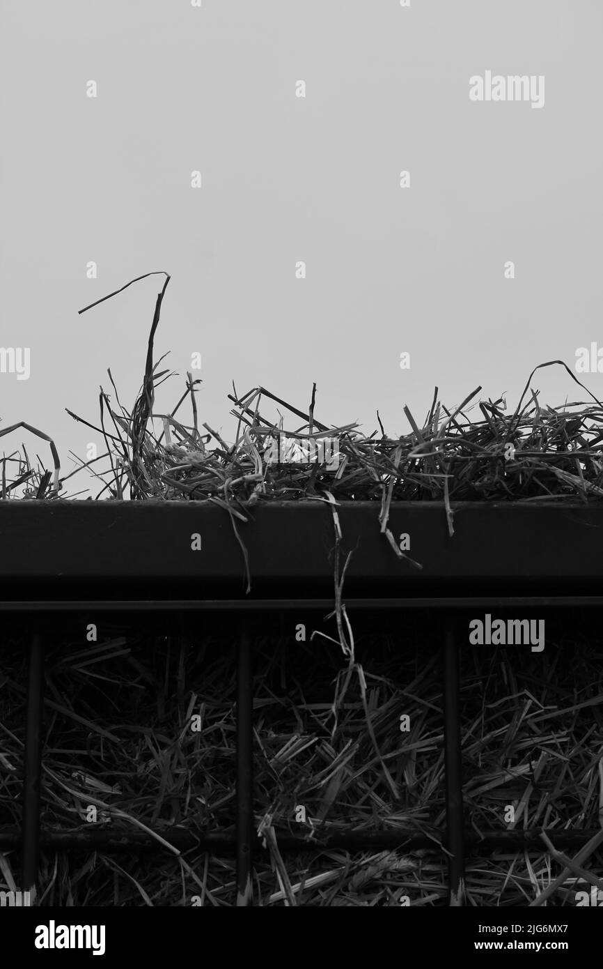 Enorme cestino di paglia giù sulla fattoria in bianco e nero. Foto Stock