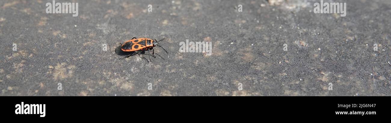 Soldato Beetle su marmo macro colpo Foto Stock