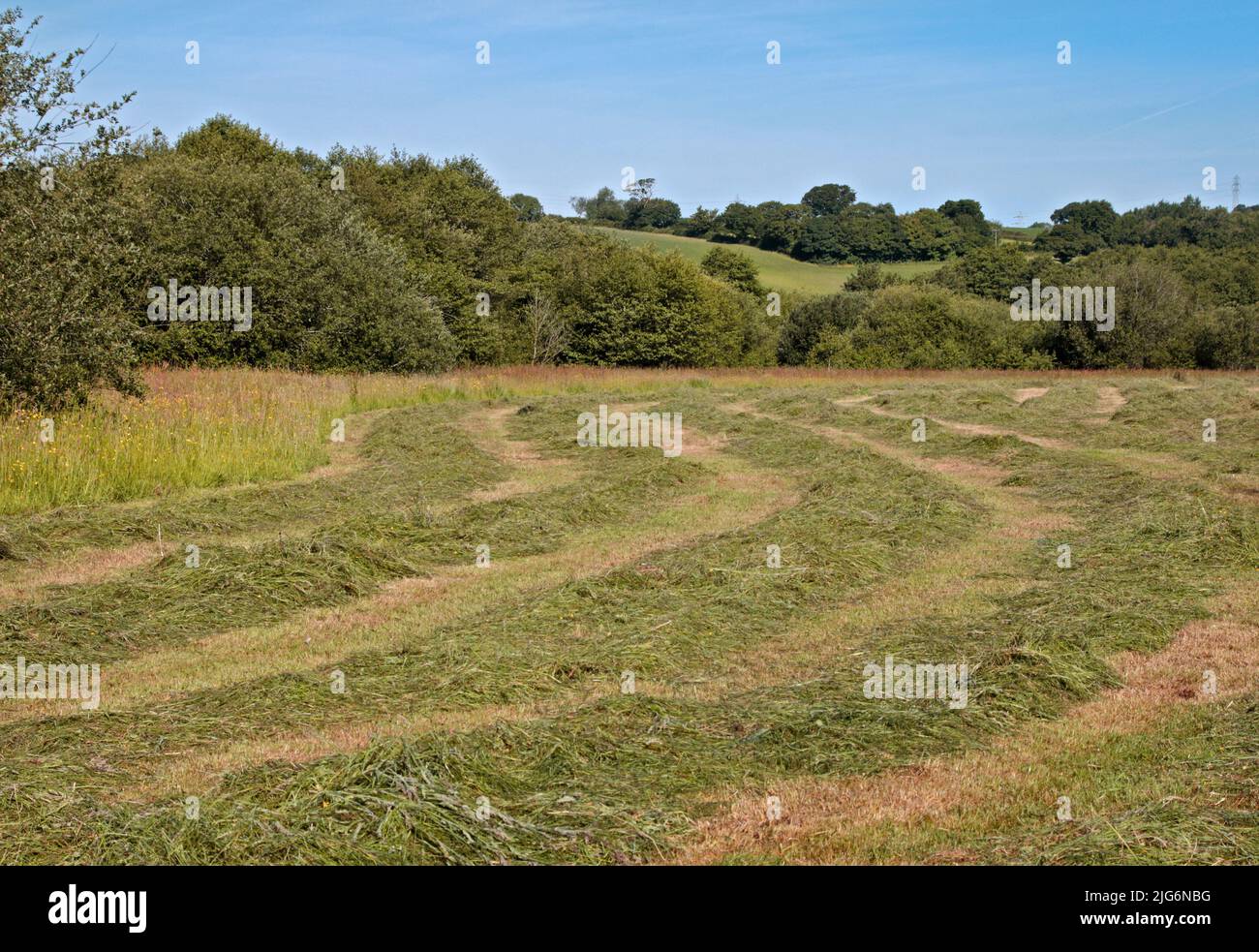 Mown Meadow vicino a New Broughton, Galles Foto Stock