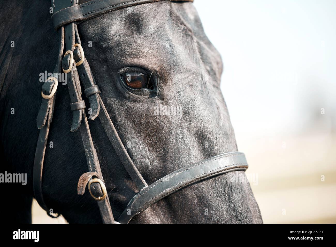 Che bellezza. Primo piano di un maestoso cavallo nero dotato di una briglia. Foto Stock