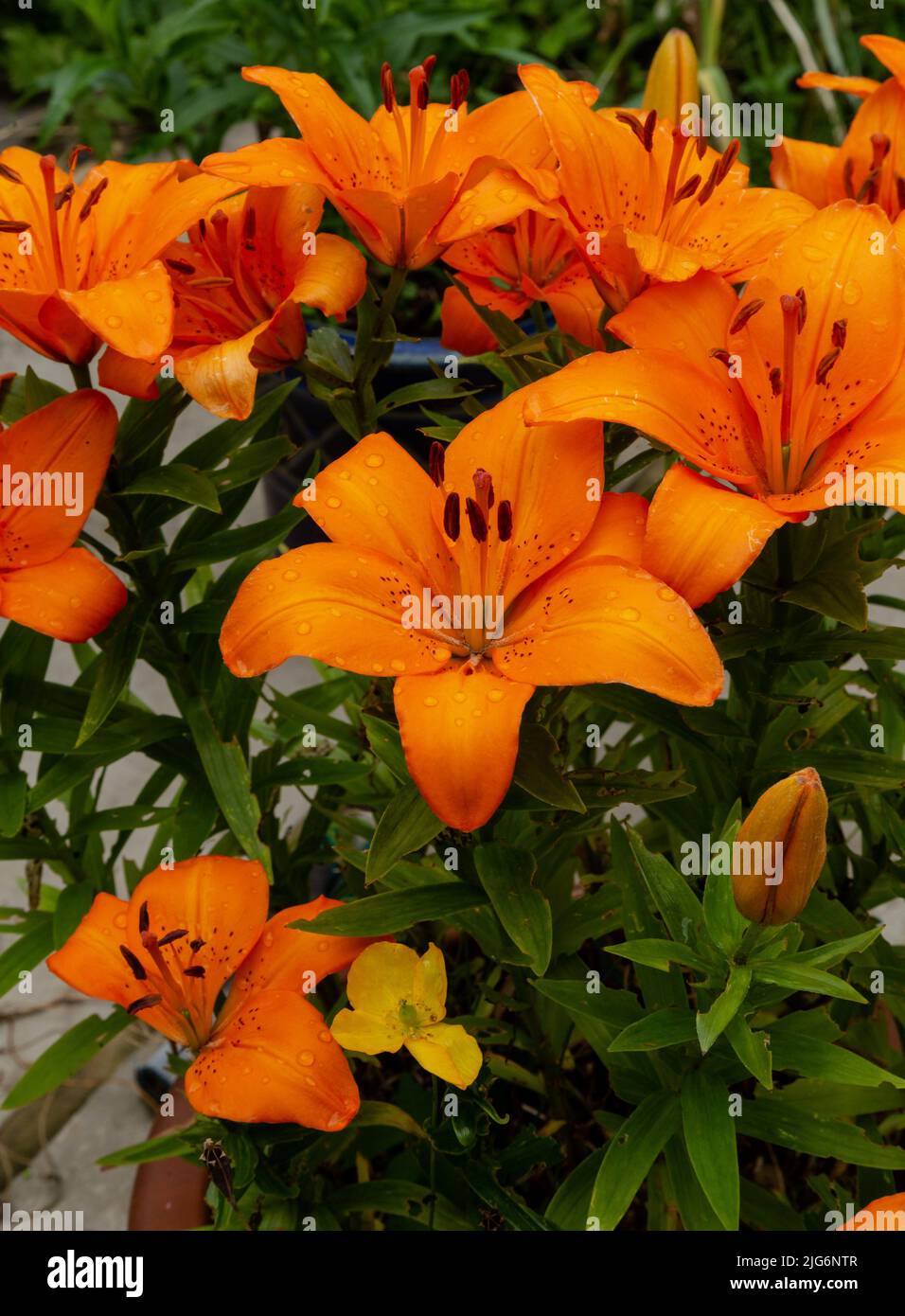 Primo piano immagini di gigli arancioni dopo la pioggia. (Lilium bulbiferum). Foto Stock