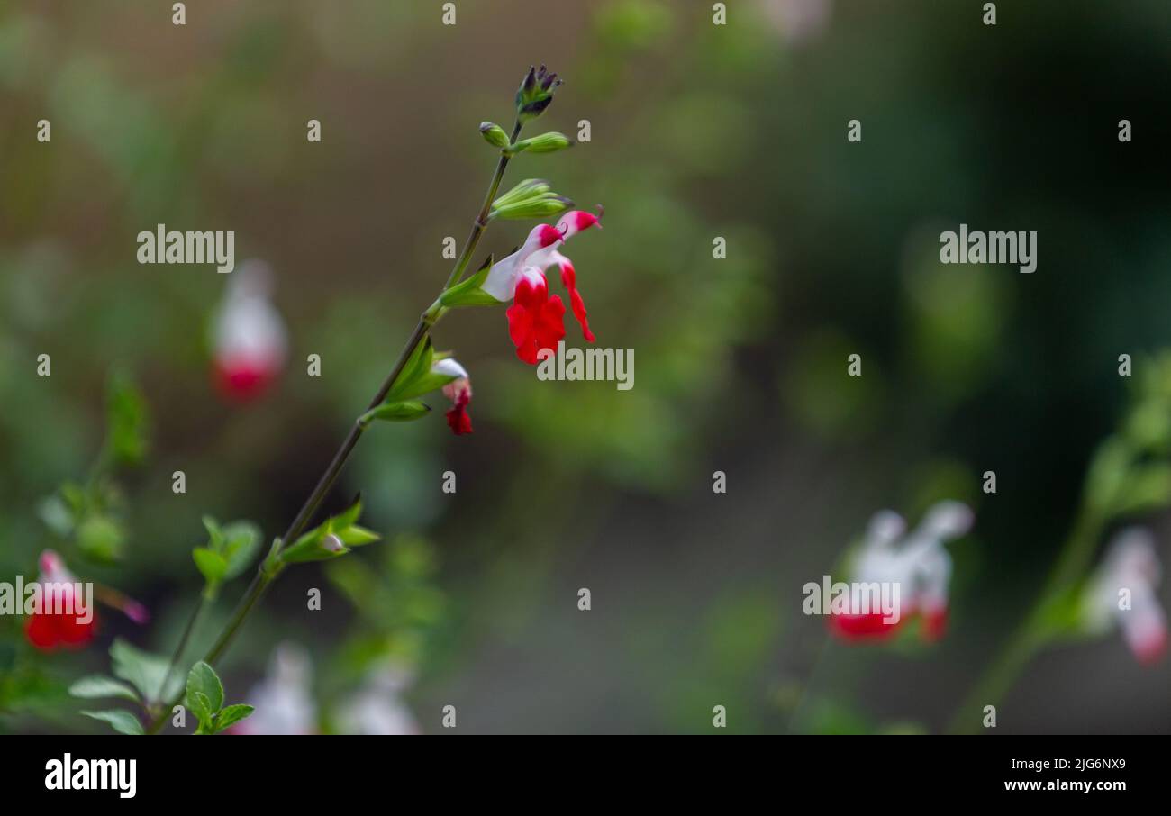 Salvia 'Hot Lips' fiore con spazio negativo, Foto Stock