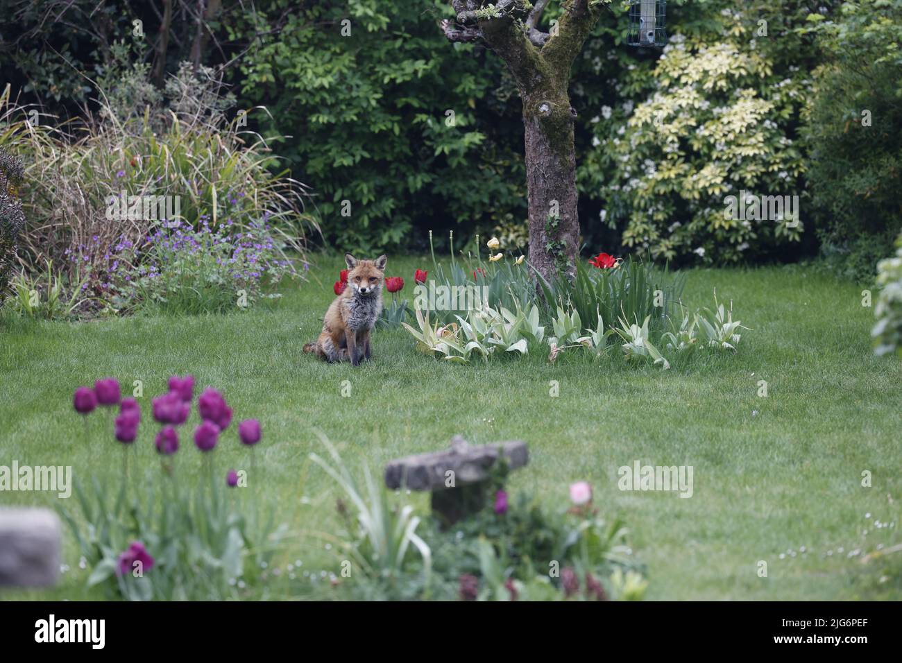 Giovane volpe femminile seduta in giardino urbano in primavera, Inghilterra, Regno Unito Foto Stock