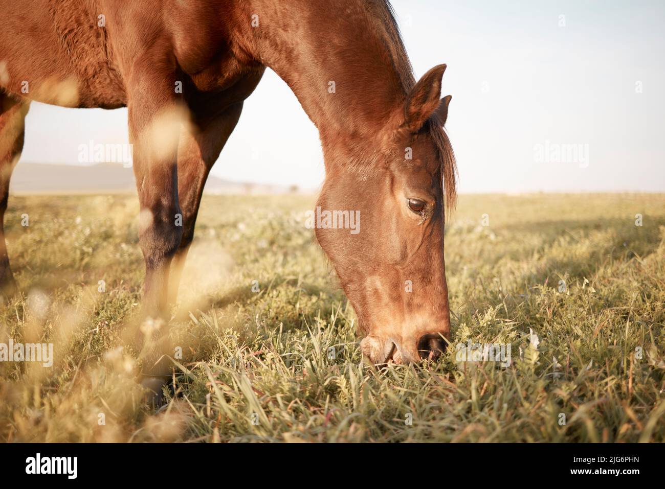 Un cavallo è un bel animale. Shot di un bel cavallo in una fattoria. Foto Stock
