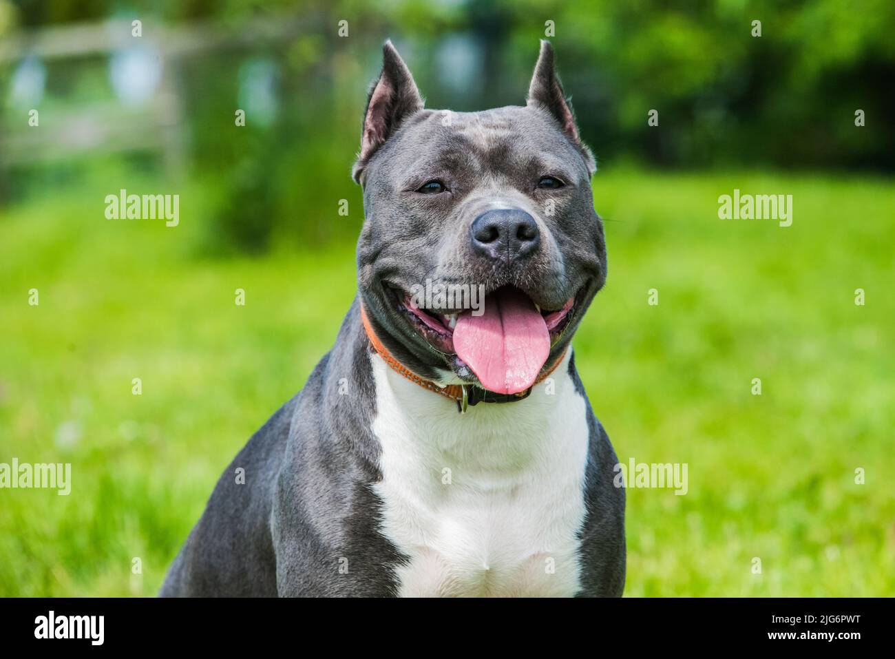 Femmina capelli blu American Staffordshire Terrier cane o AmStaff Foto Stock