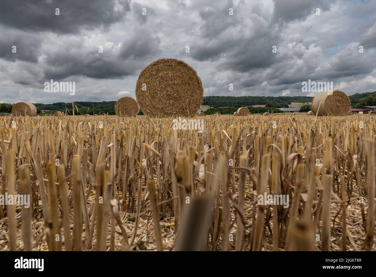 I rotoli di paglia grandi giacciono su un campo di stoppia raccolto. Vista a occhio di verme Foto Stock