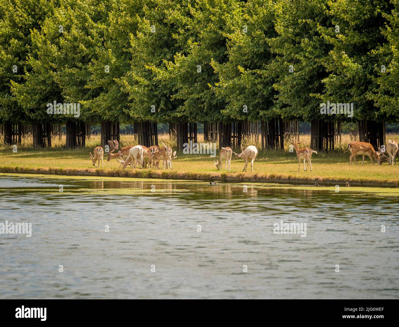 Cervi che paseggiano lungo l'acqua nel terreno dell'Hampton Court Park. Londra Foto Stock