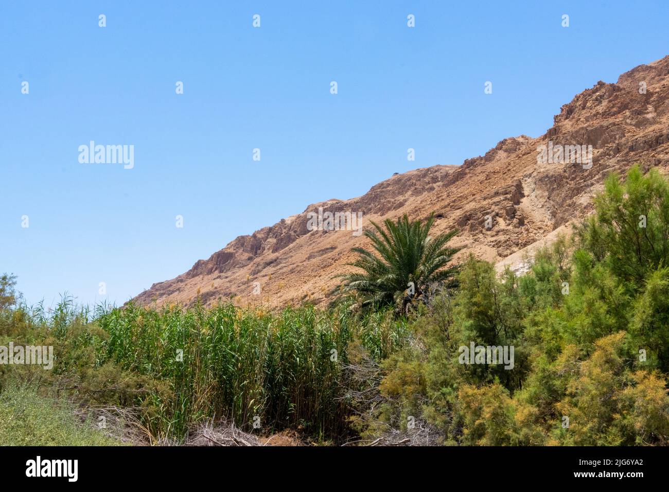 La palma datteri di Einot Tzukim, è la riserva naturale più bassa del mondo, nel deserto della Giudea, lungo le rive del Mar Morto Foto Stock