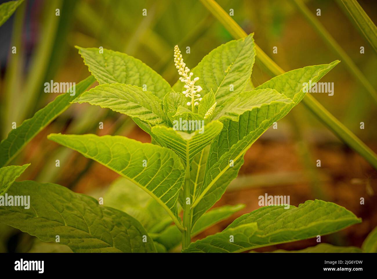 Fiori bianchi di Phytolacca americana comunemente noto come pokeweed americano. Altamente velenoso per tutti i mammiferi. Foto Stock