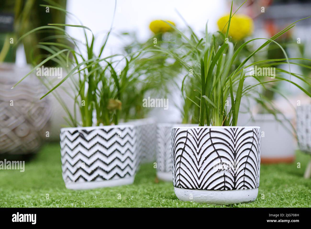 Diverse piante con vasi belli pronti per la vendita in un mercato di fiori di strada Foto Stock