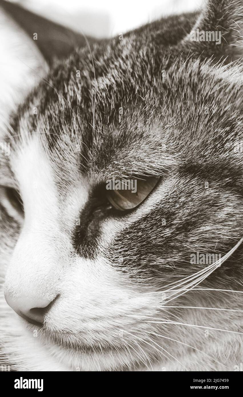 Close up ritratto di cat Foto Stock