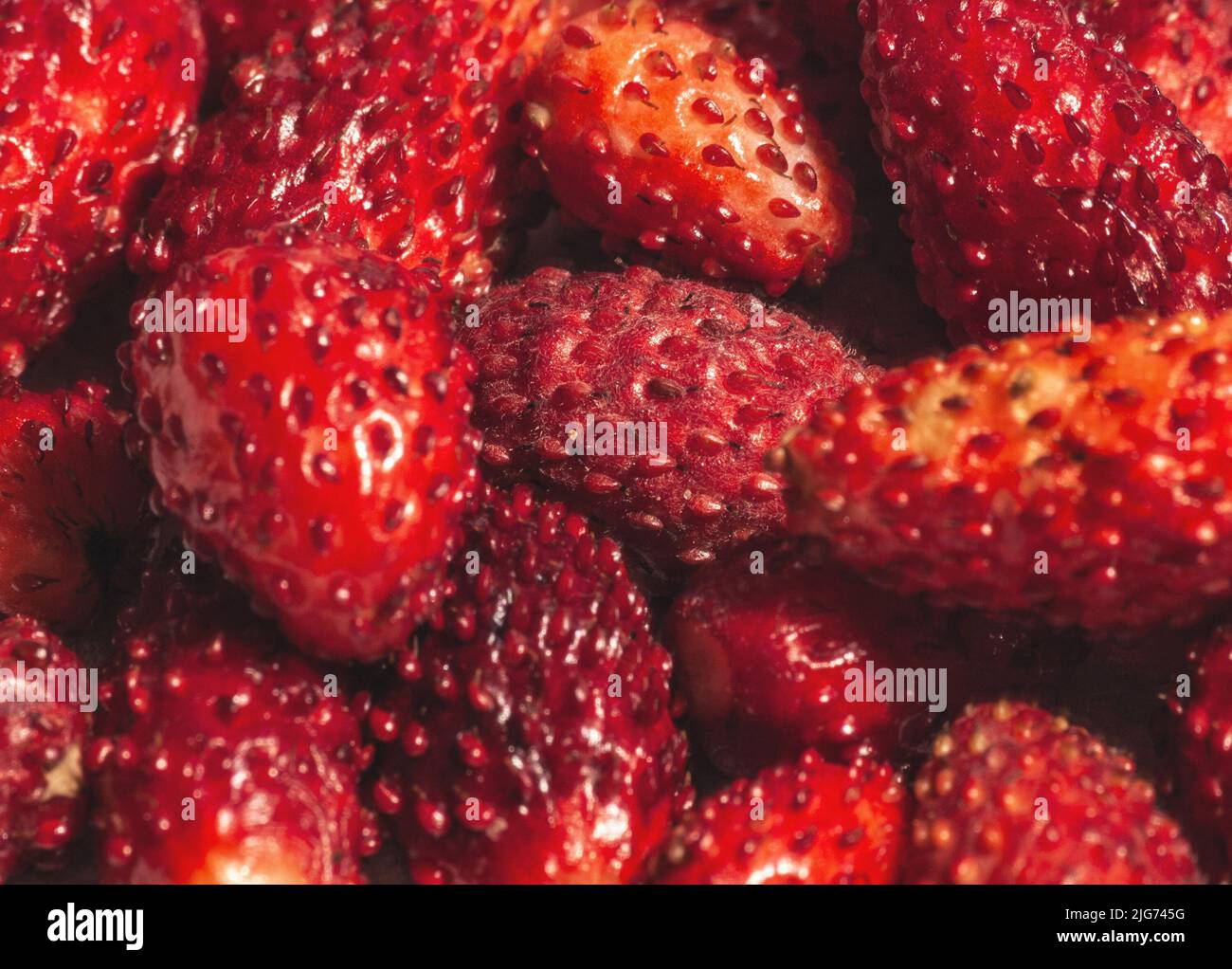Le fragole selvatiche, da vicino Foto Stock
