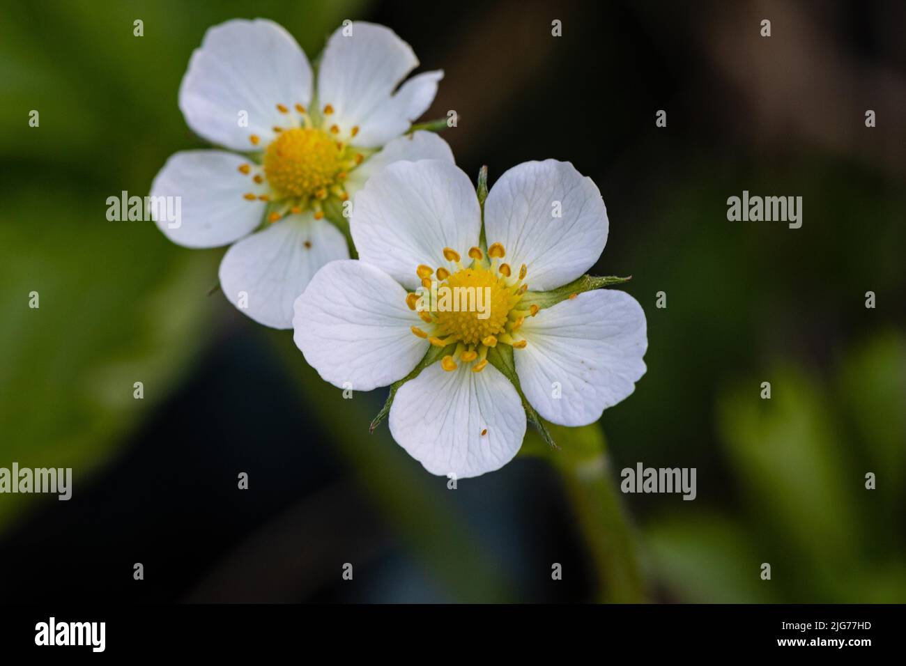 Le fragole selvatiche fioriscono nel giardino, in Germania Foto Stock