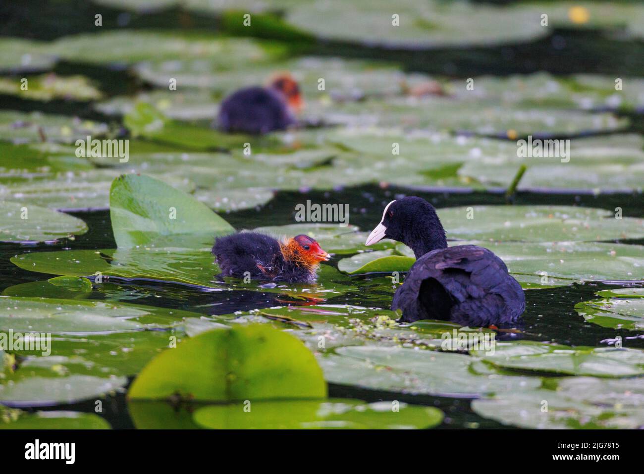 Coot eurasiatico (Fulica atra) con pulcini, Germania Foto Stock