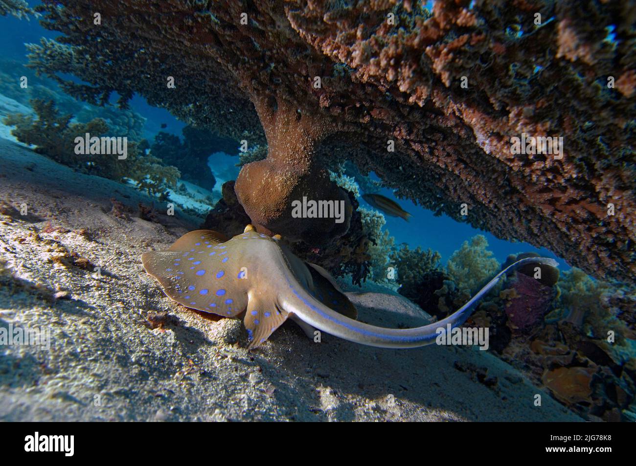 Raggio blu-macchiato (Taeniura linfma), sotto corallo tavolo, Mar Rosso, Egitto Foto Stock