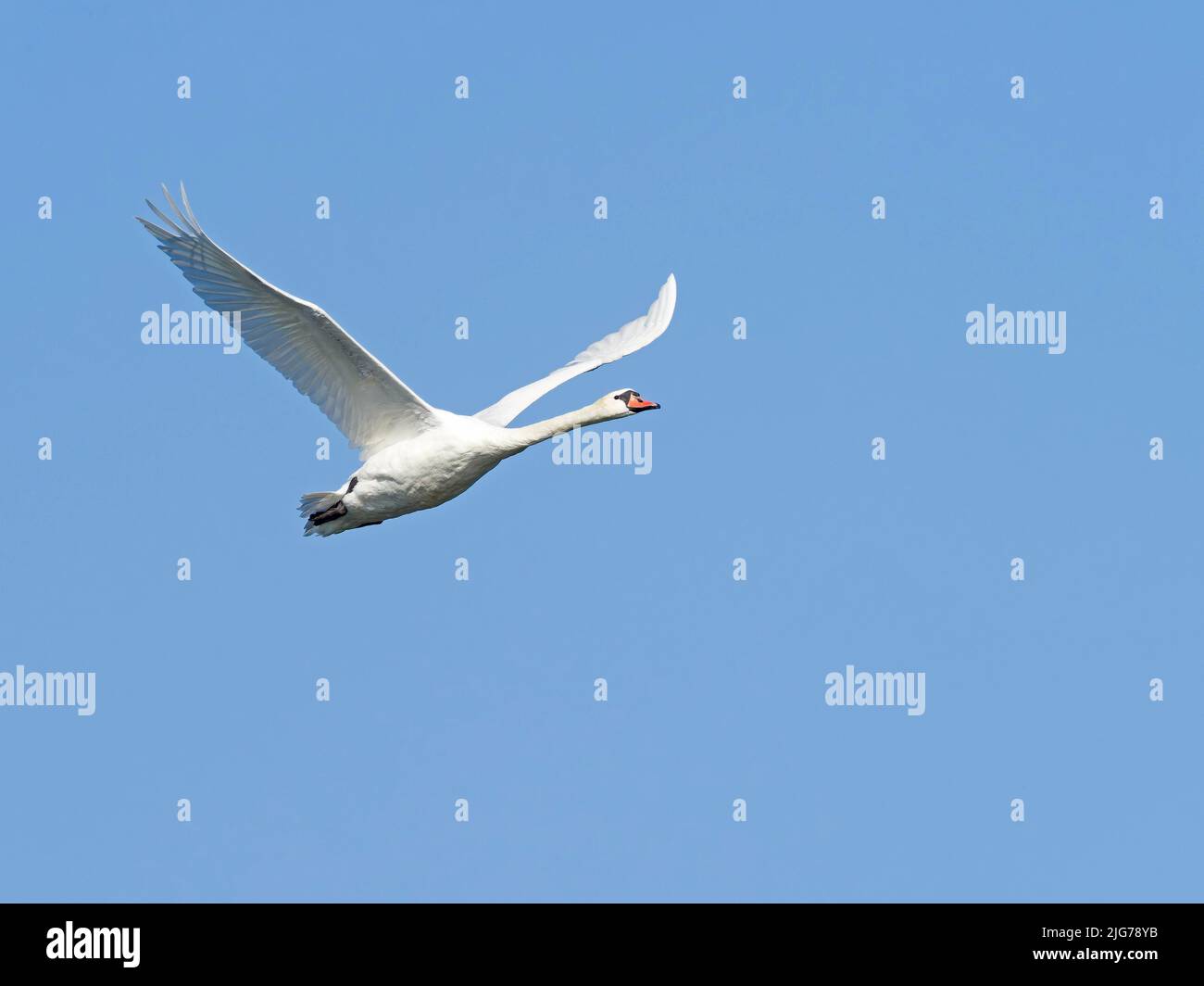 Mute Swan (Cygnus olor), in volo, alta Lusazia, Sassonia, Germania Foto Stock