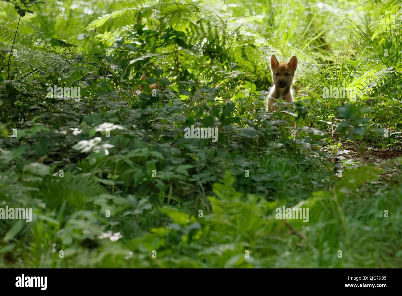 Lupo grigio europeo (Canis lupus) cucino nella foresta, prigioniero Foto Stock