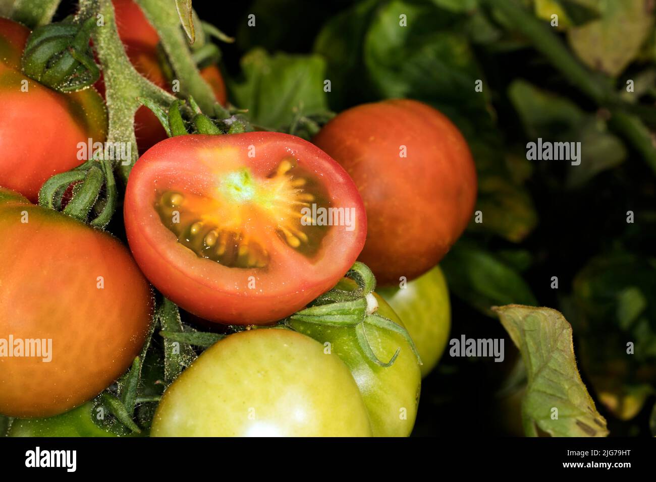 Pomodori verdi e rossi (Solanum lycopersicum) della varietà resin Fire, uno dei quali aperto, Berlino, Germania Foto Stock