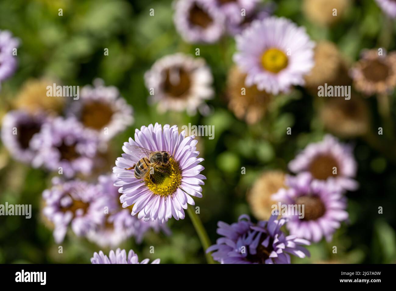Fiori di Aster viola in fiore con un'ape miele che raccoglie polline e una profondità di campo poco profonda. Foto Stock