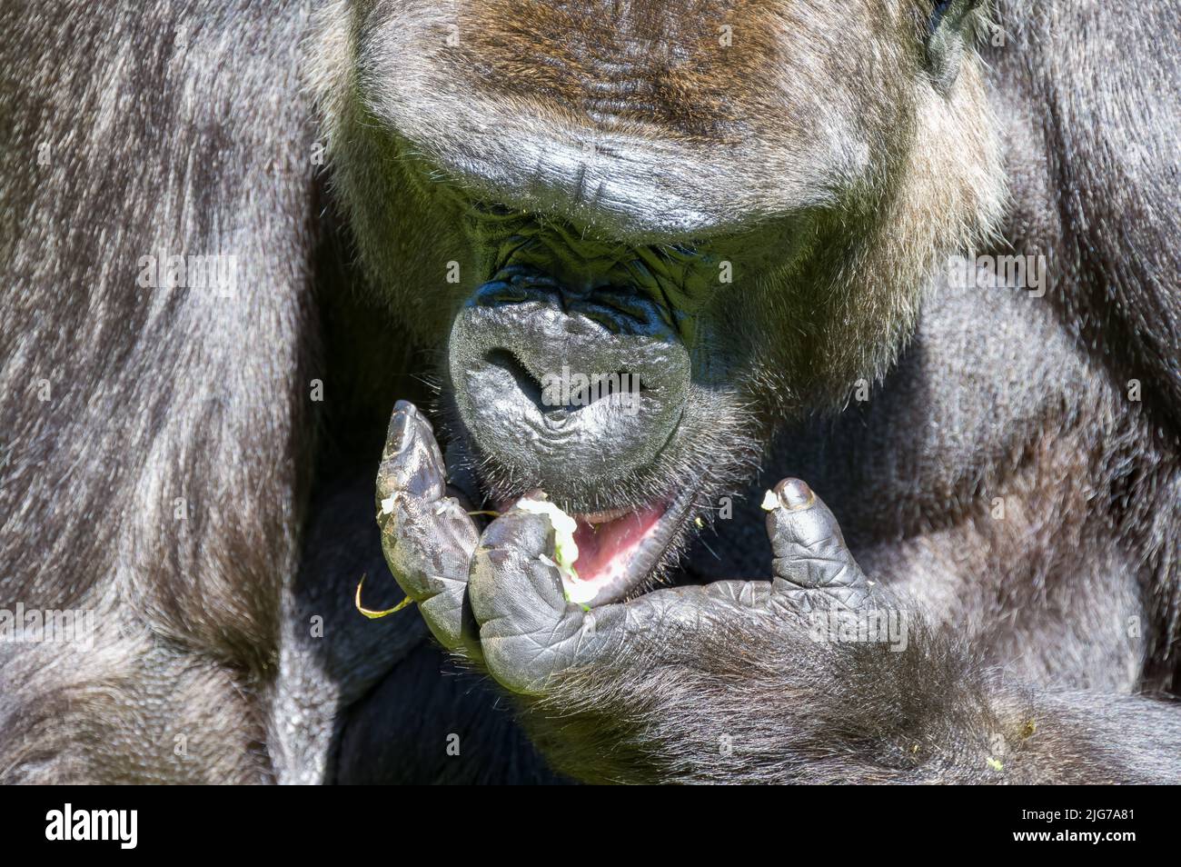 Un gorilla in pianura occidentale in cattività allo zoo di Jersey. Nativo dell'Africa centrale e occidentale. Foto Stock