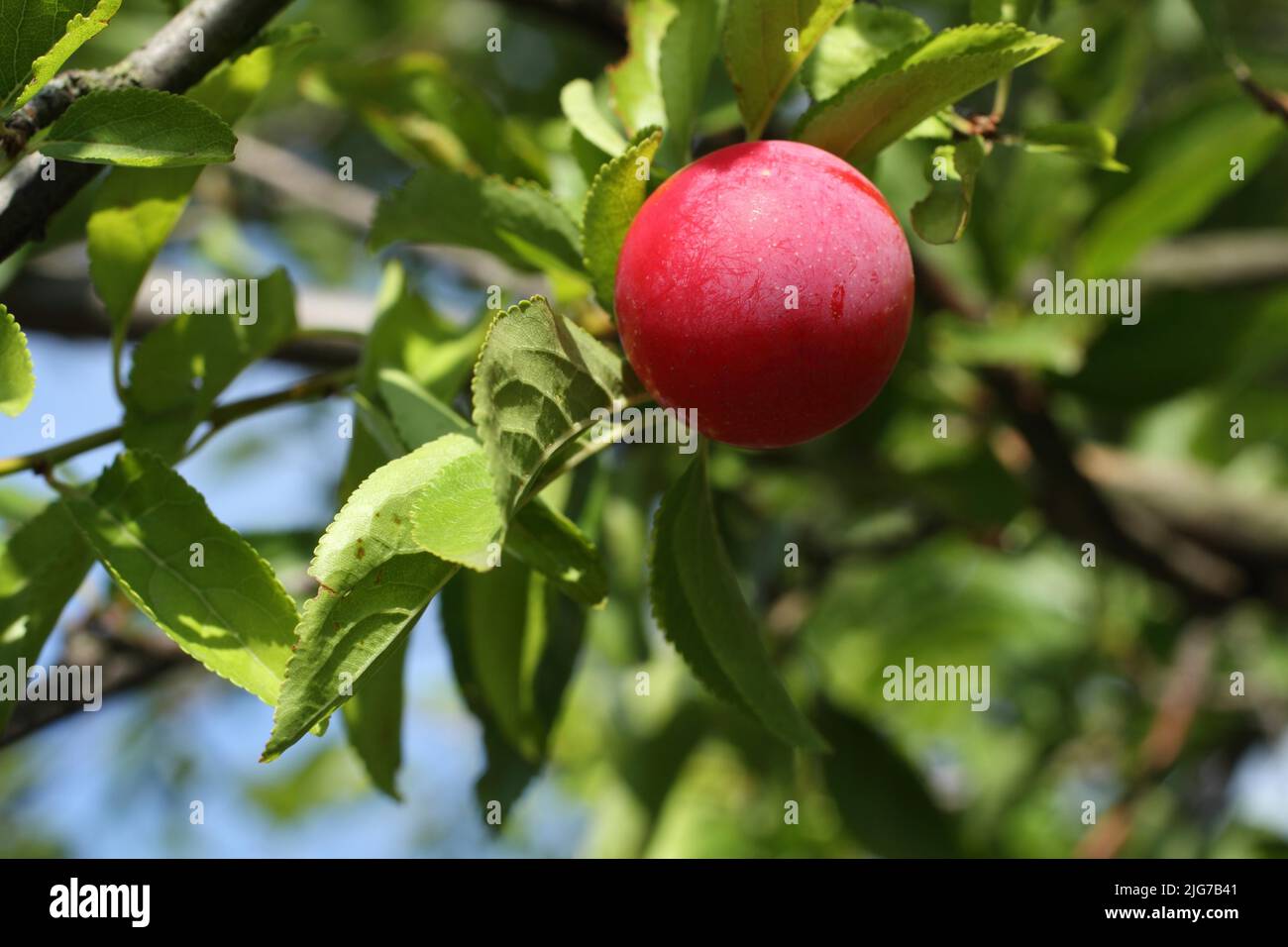 Prugne mirabelle mature (Prunus domestica subsp. Syriaca) come frutto su un albero di Schwanheimer Duene, Schwanheim, Main, Francoforte, Assia, Germania Foto Stock