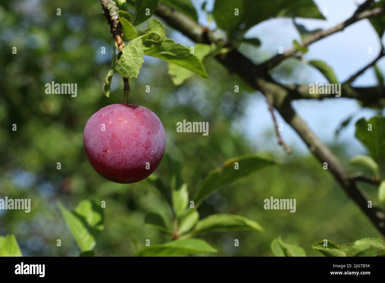 Prugne mirabelle mature (Prunus domestica subsp. Syriaca) sull'albero a Schwanheimer Duene, Schwanheim, Main, Francoforte, Assia, Germania Foto Stock