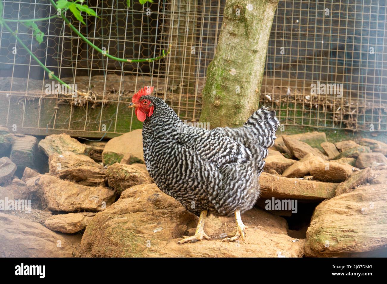 Barred Rock Chicken in piedi su rocce di fronte a un filo metallico recinto. Foto Stock