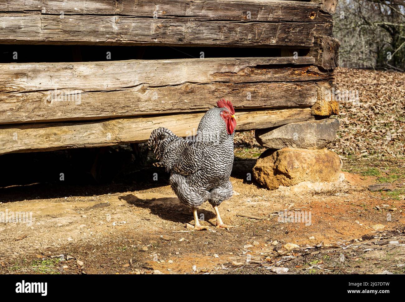 Un pollo Barred Plymouth Rock si trova di fronte a un fienile rustico. Foto Stock