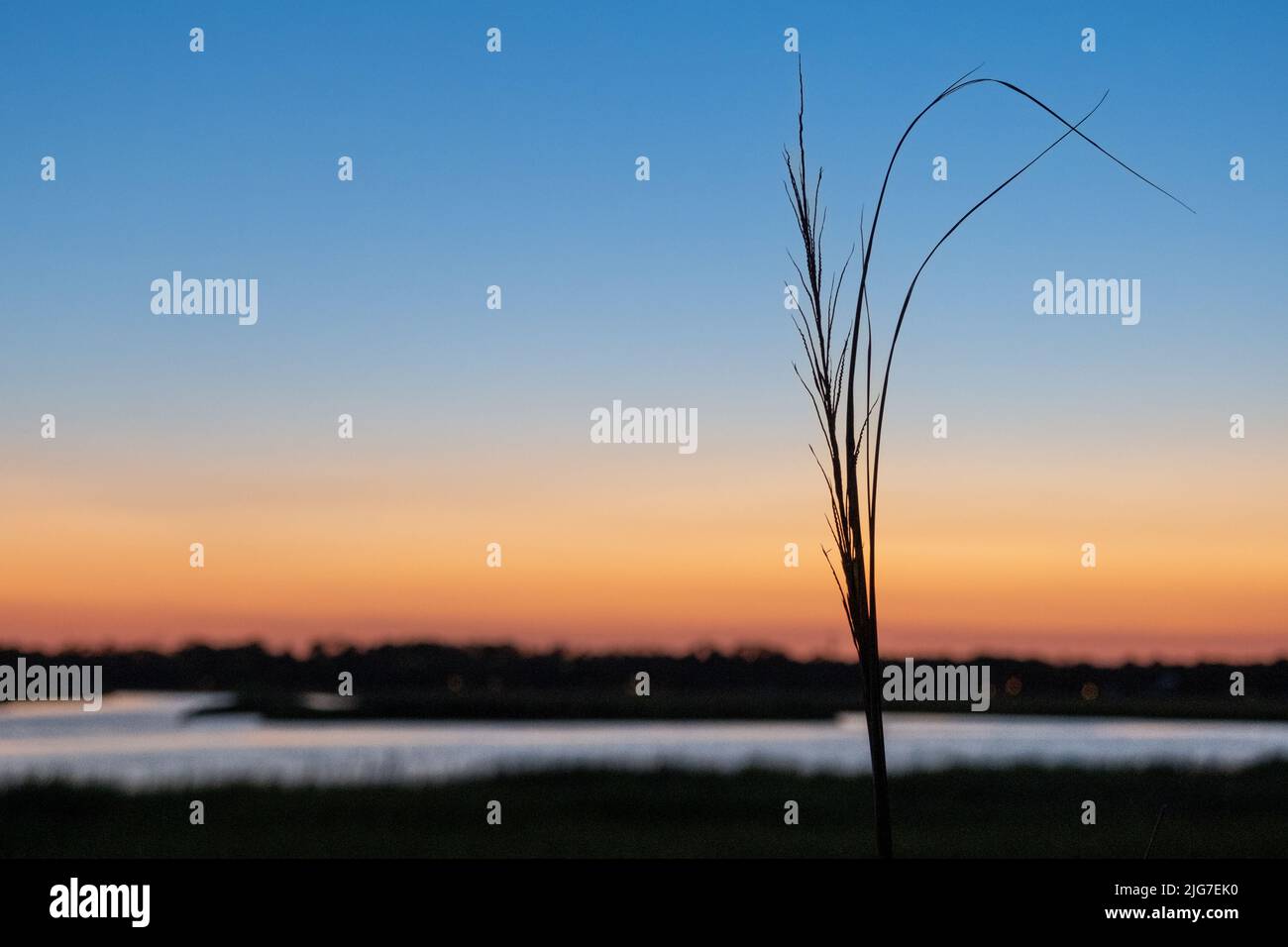 Cielo limpido tramonto su una palude di acqua salata con una silhouette di erba di mare Foto Stock