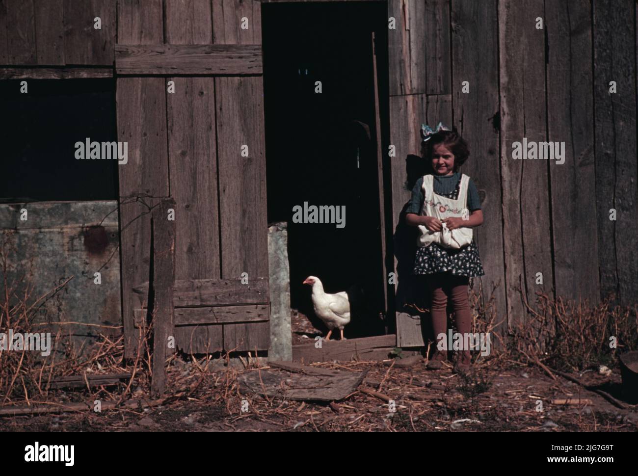 Ragazza accanto al fienile con pollo. Foto Stock
