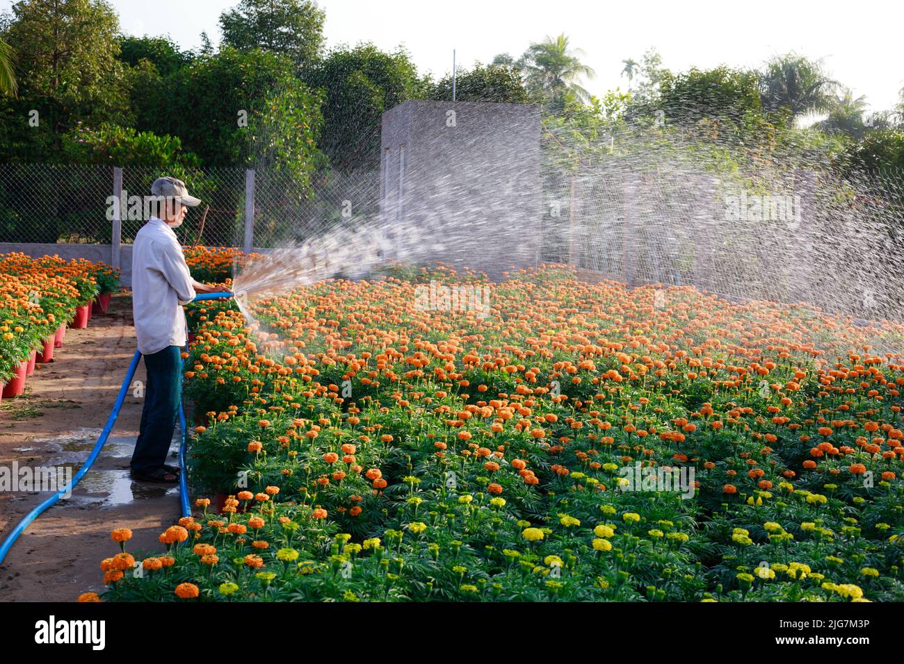 Città di SA Dic, provincia di Dong Thap, Vietnam, 07 febbraio 2015: Contadino occidentale si occupa di margherite gialle nel giardino del Delta del Mekong. Preparazione Foto Stock