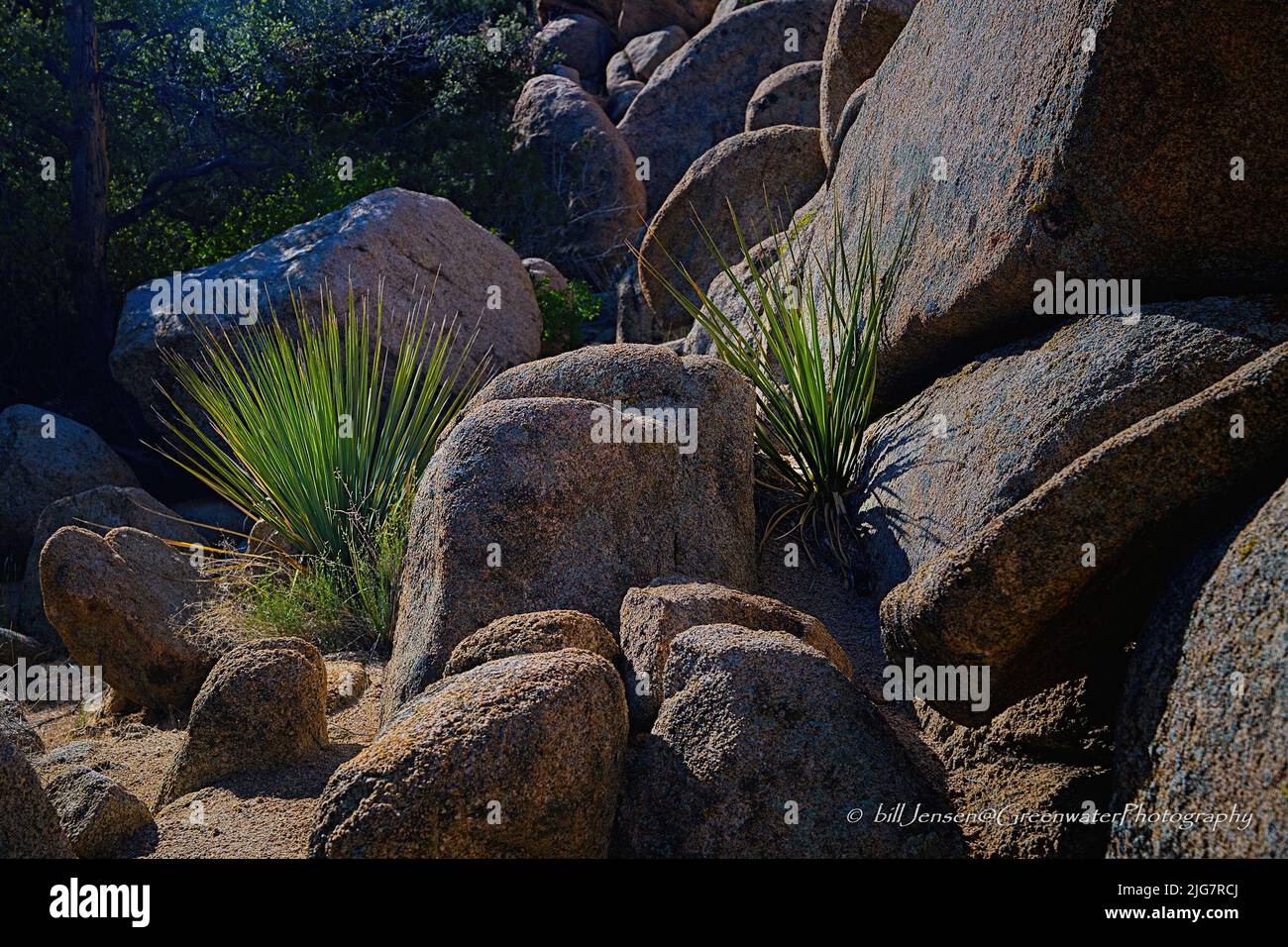 Parco nazionale di Joshua Tree Foto Stock