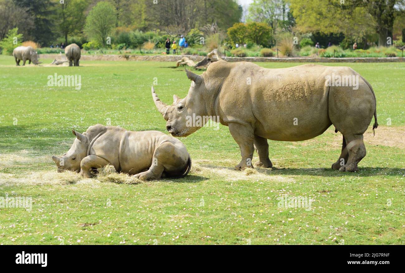 Rinoceronte bianco meridionale e giovane al Cotswold Wildlife Park. Foto Stock