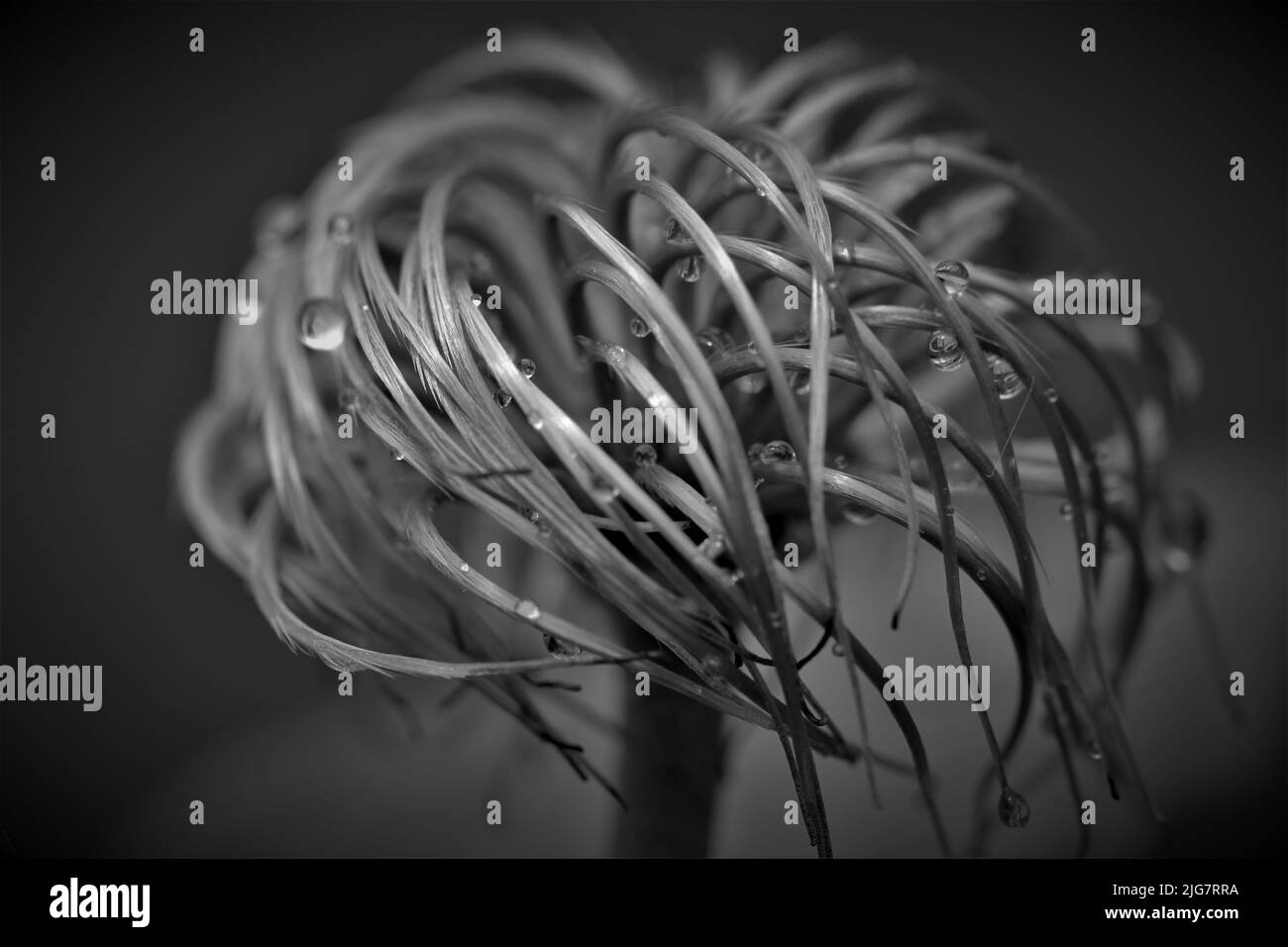 Sfondo Belle Arti Foto di piante Foto Stock