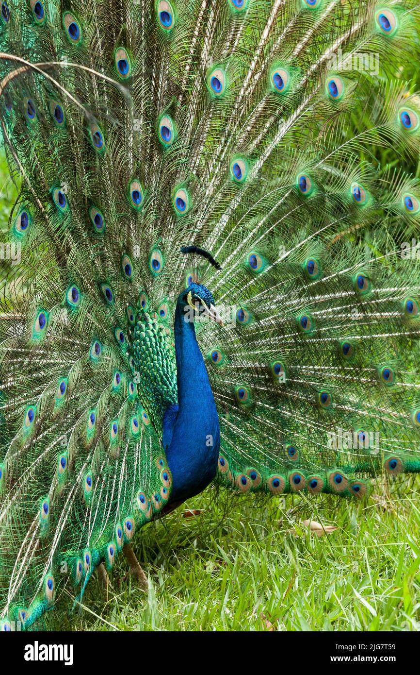 Natura - un bel pavone maschile con una coda aperta. Foto Stock
