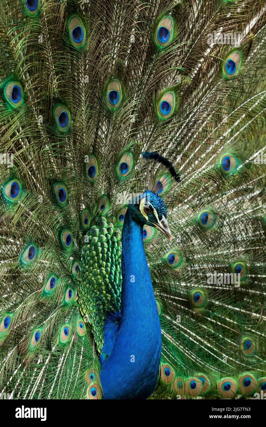 Natura - un bel pavone maschile con una coda aperta. Foto Stock