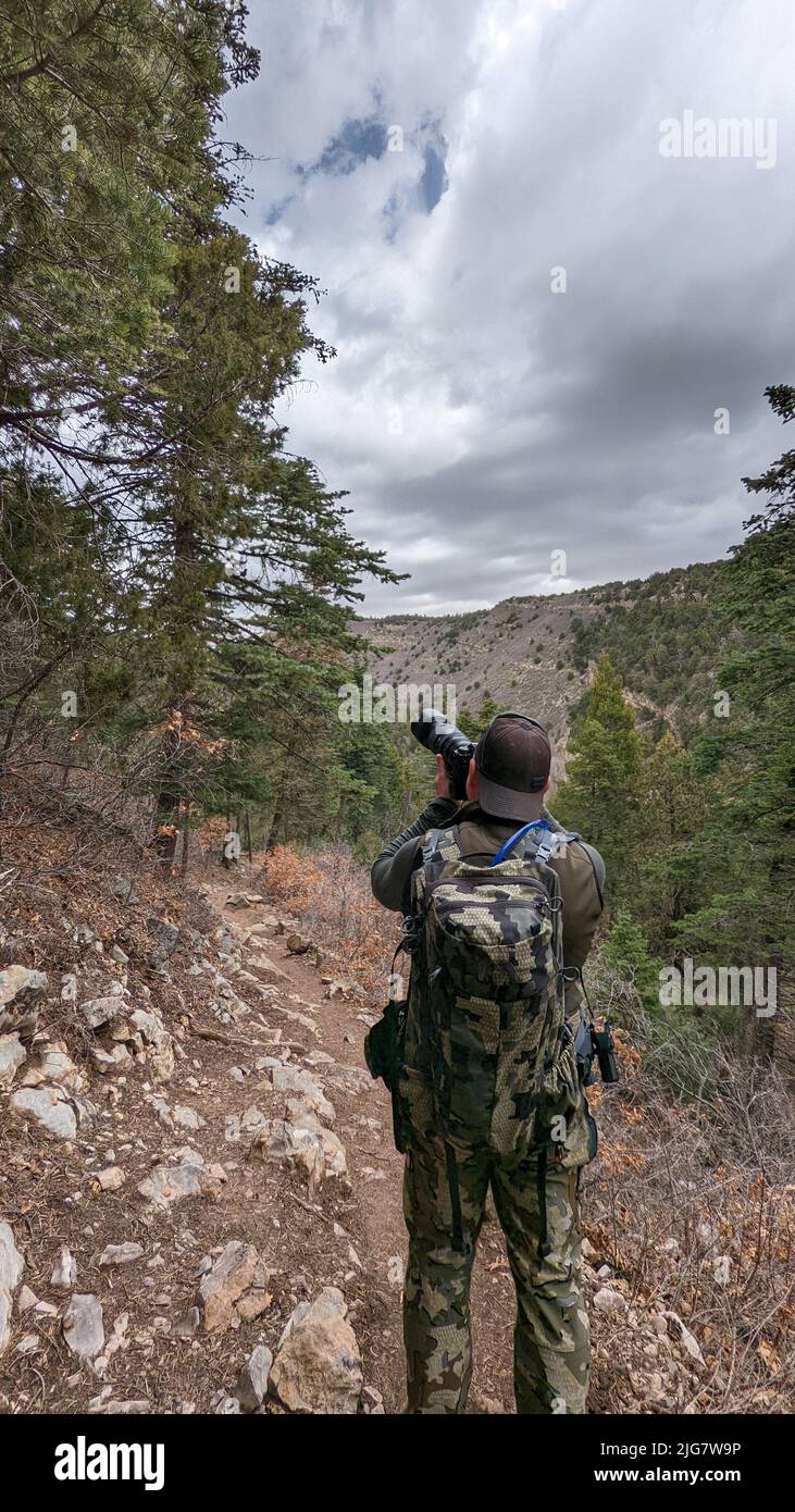 Un fotografo che fotografa un albero nella foresta nazionale di Cibola, New Mexico Foto Stock