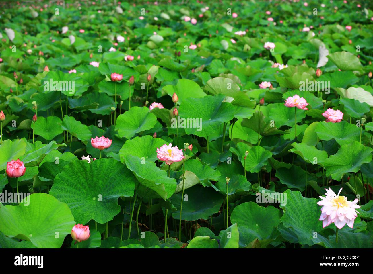 Splendido scenario di fiori di loto di peonia in fiore, molti fiori colorati di loto di peonia in fiore nel laghetto in estate Foto Stock