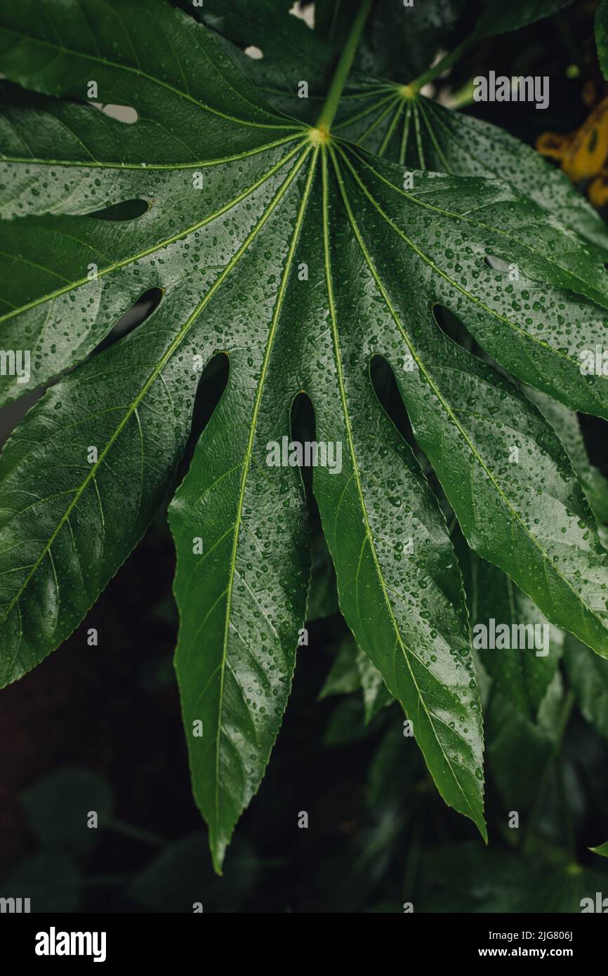 Fatsia japonica (fatsi, giapponese aralia, pianta di carta lucida-leaved, pianta di olio di ricino falso, palma di foglia di fico) è un arbusto Foto Stock