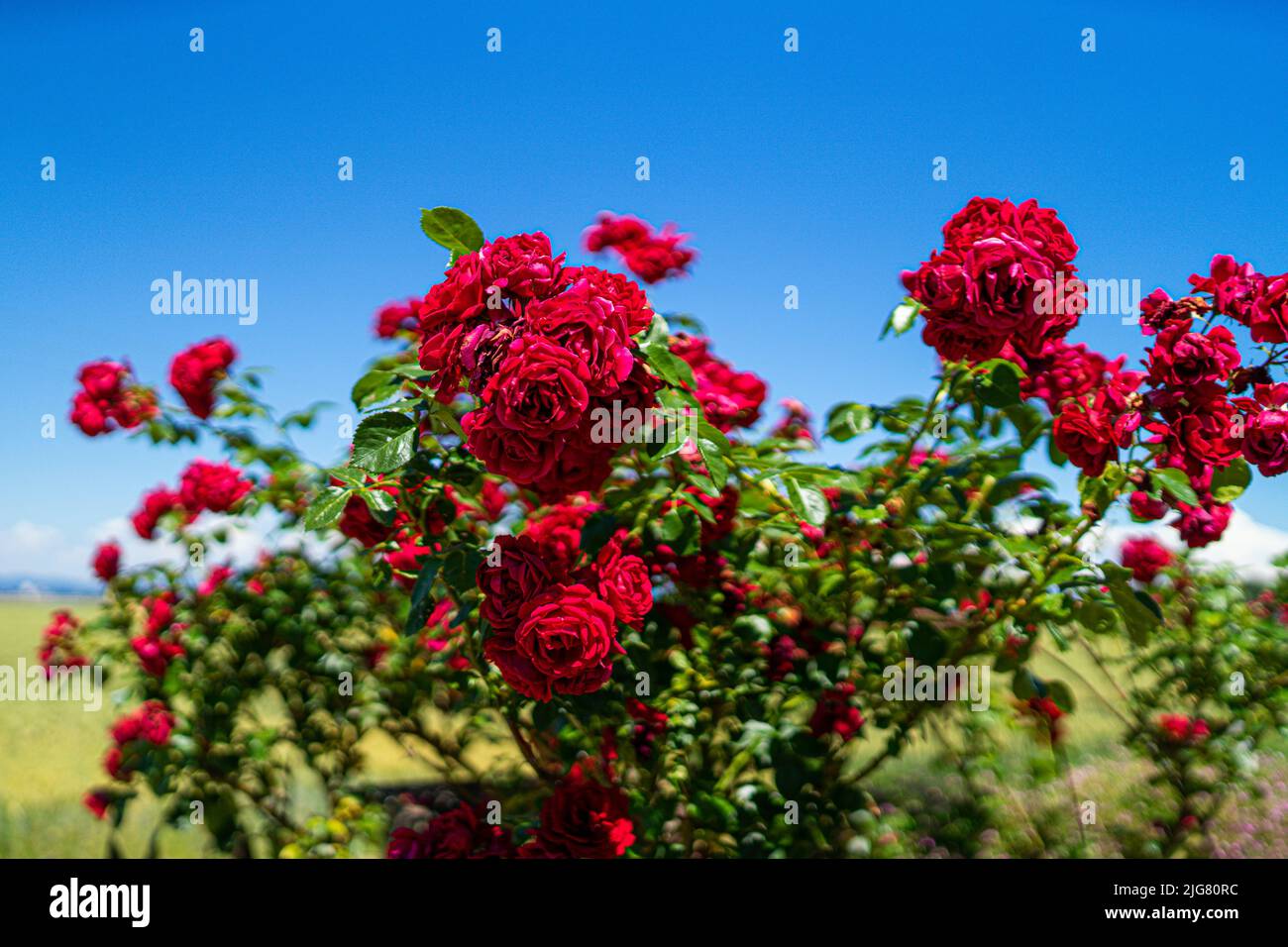 Fiori in un giardino in bassa Baviera Germania Foto Stock