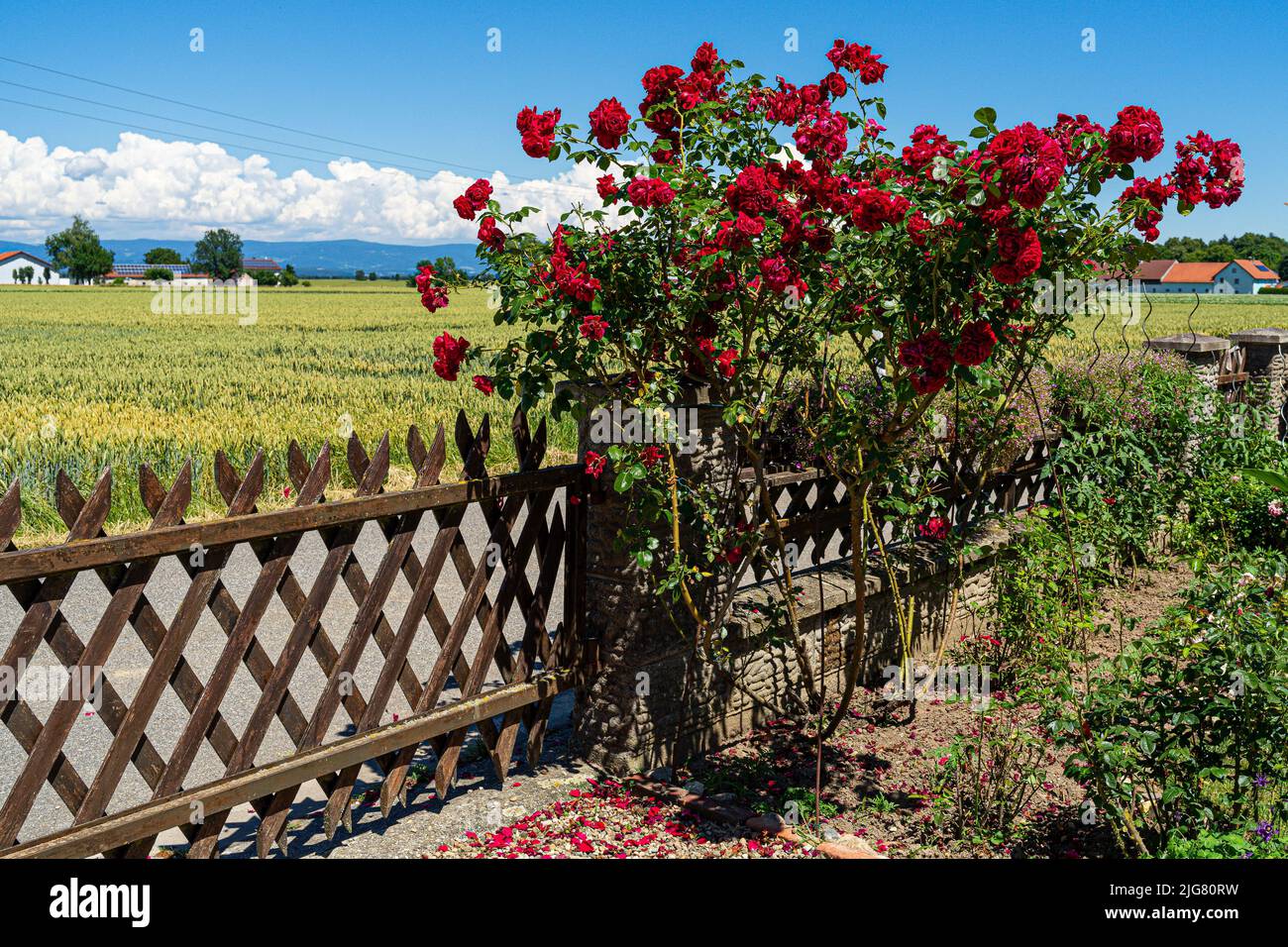 Fiori in un giardino in bassa Baviera Germania Foto Stock
