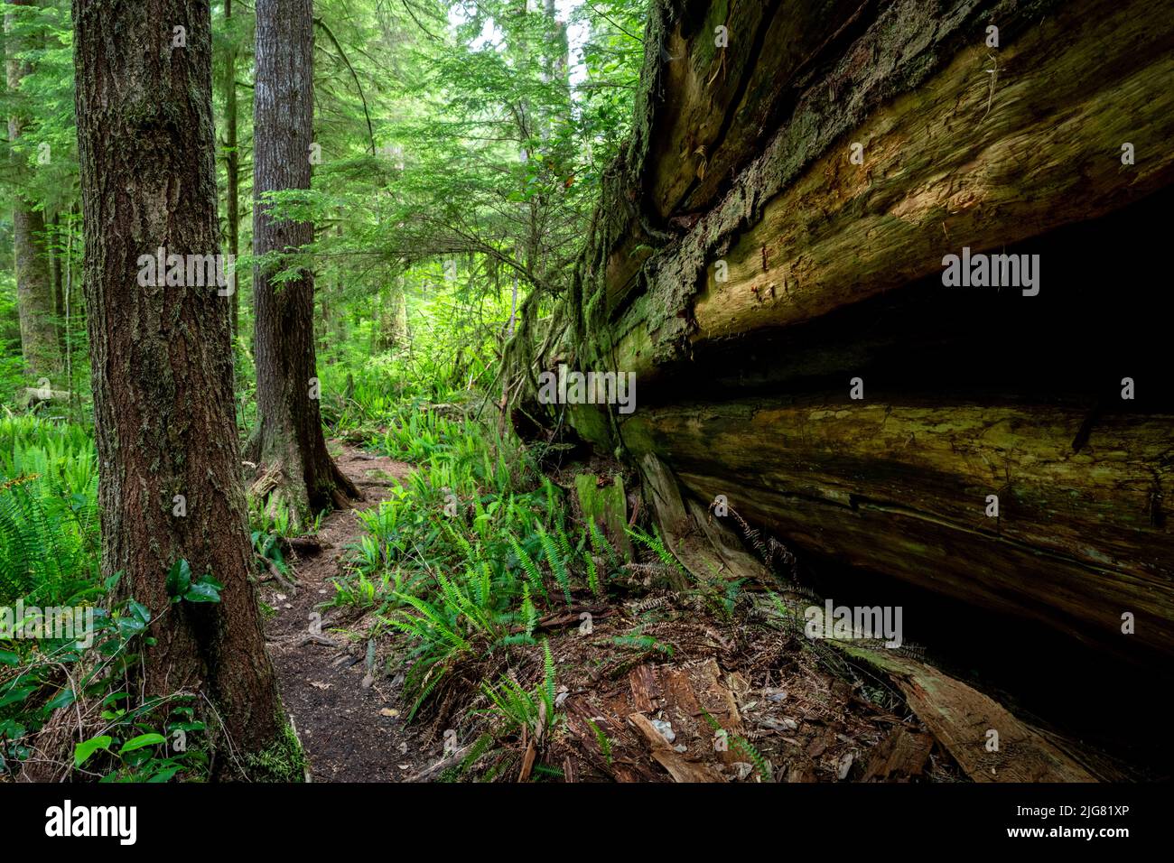Un albero rosso verde di cedro al Carmanah Walbran Provincial Park in estate Foto Stock