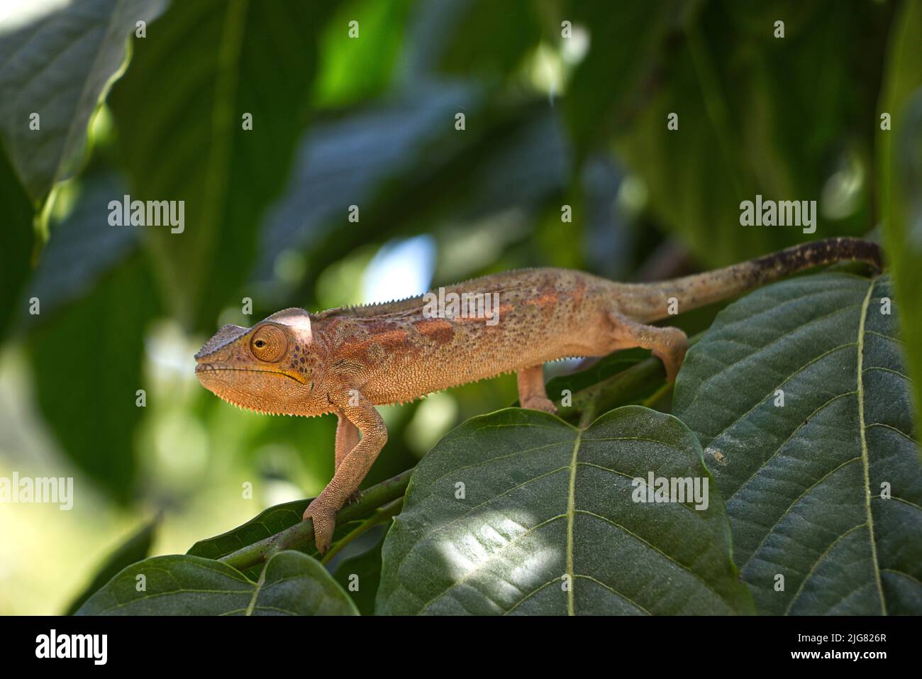 Chameleon a Madagaskar Foto Stock