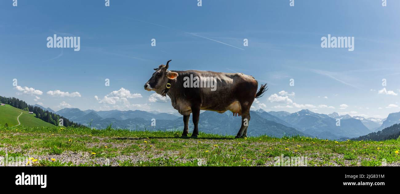 Mucca da latte nelle Alpi austriache Foto Stock