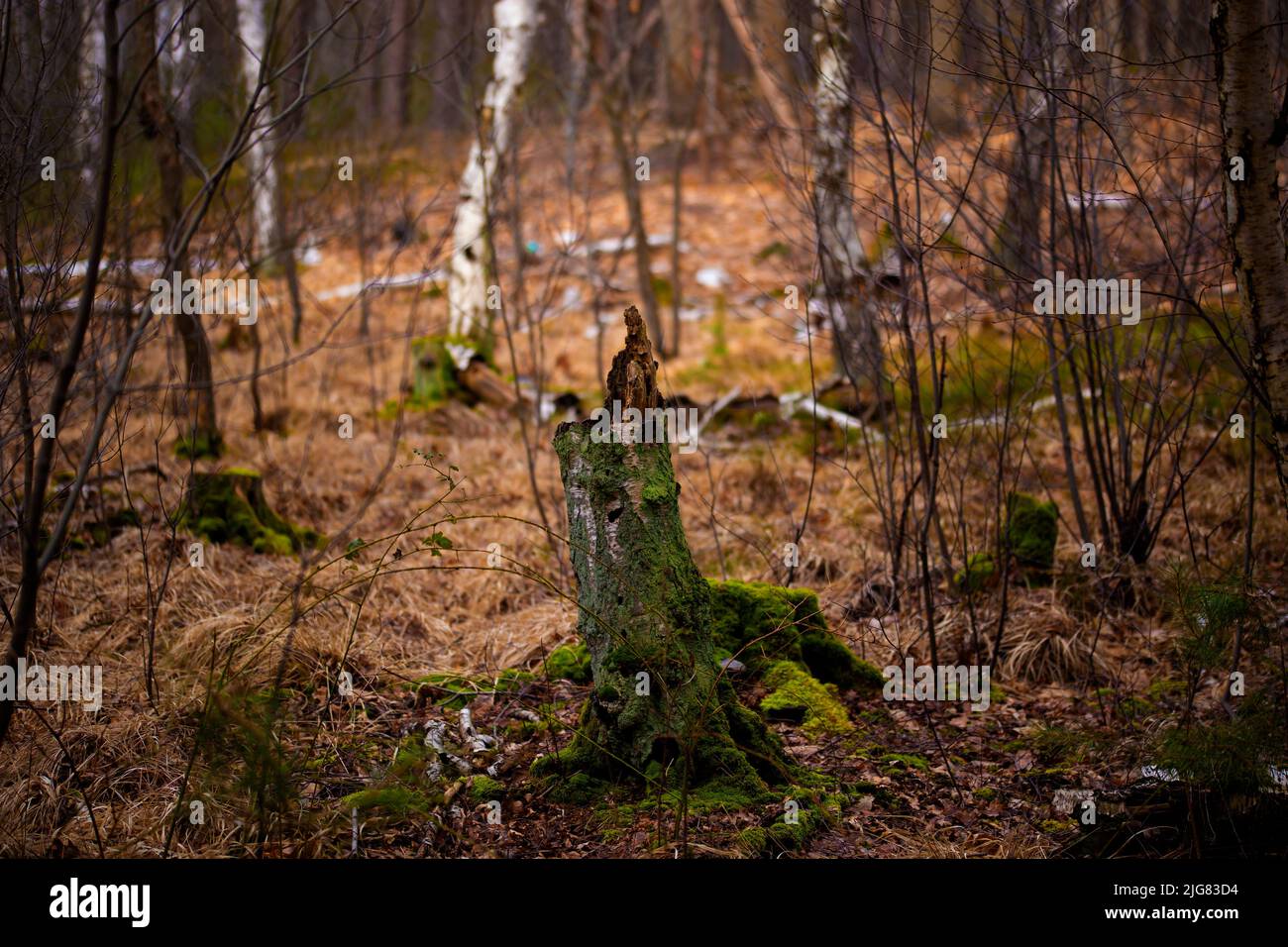 Ceppo di albero da un albero di betulla nella foresta, profondità di campo poco profonda, bokeh fuzzy Foto Stock