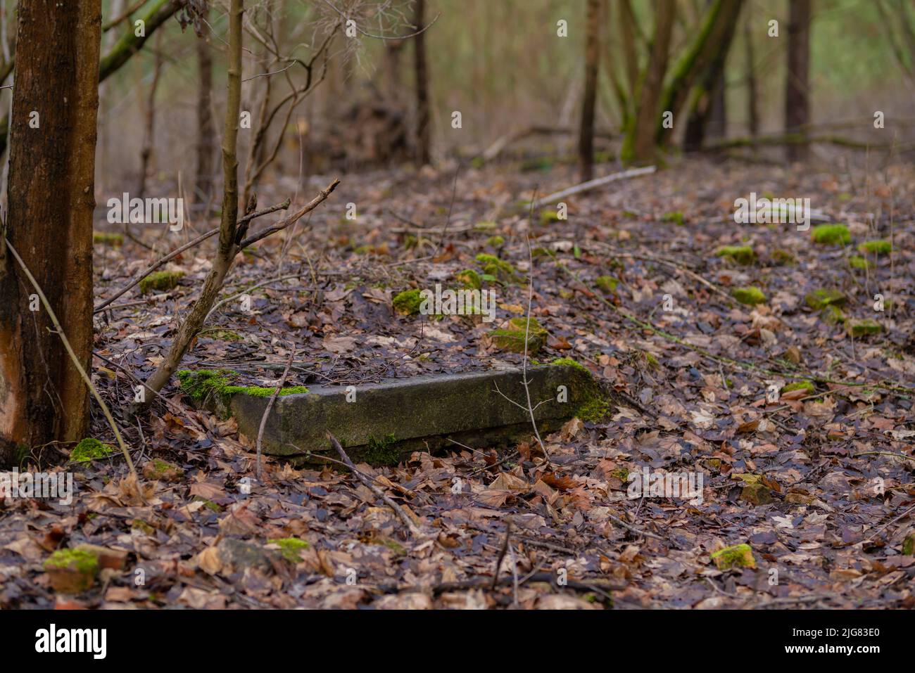Soffitto in cemento di un vecchio bunker nazista in una foresta in Germania Foto Stock