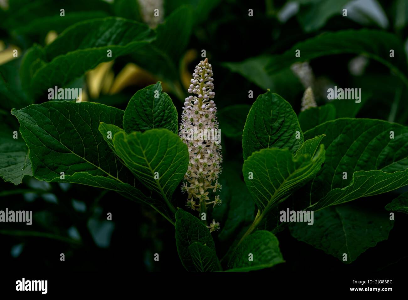 Fioritura aperta di una pianta indiana di bacche di kermes in primavera in Germania Foto Stock